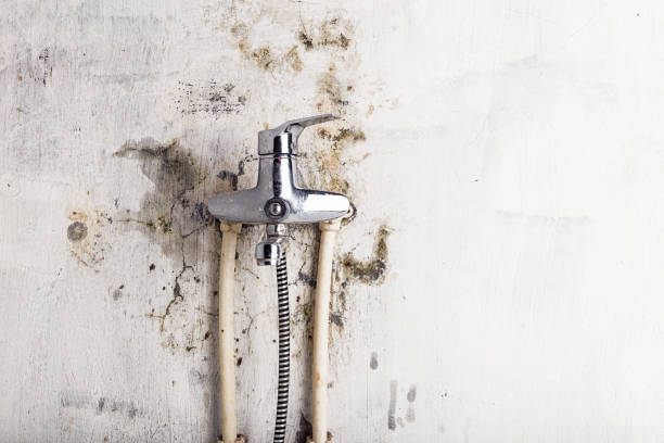 Professional Mold Removal in Pinetop Country Clu, AZ