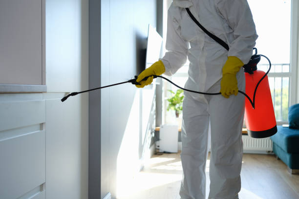 Office Mold Removal Services in Pinetop Country Clu, AZ