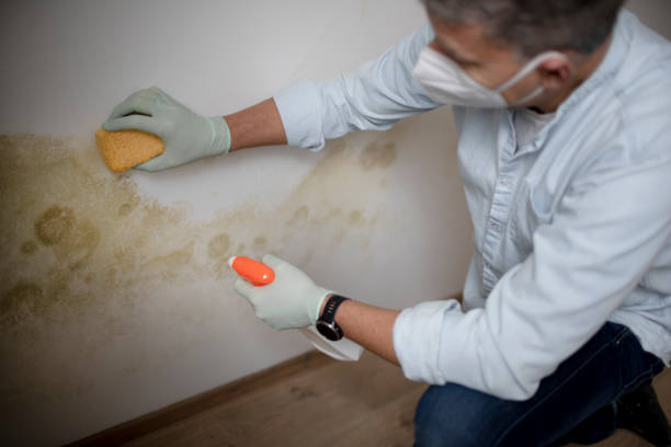 Certified Mold Removal in Pinetop Country Clu, AZ