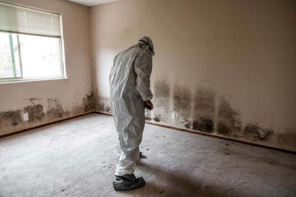 Best Toxic Mold Removal  in Pinetop Country Clu, AZ